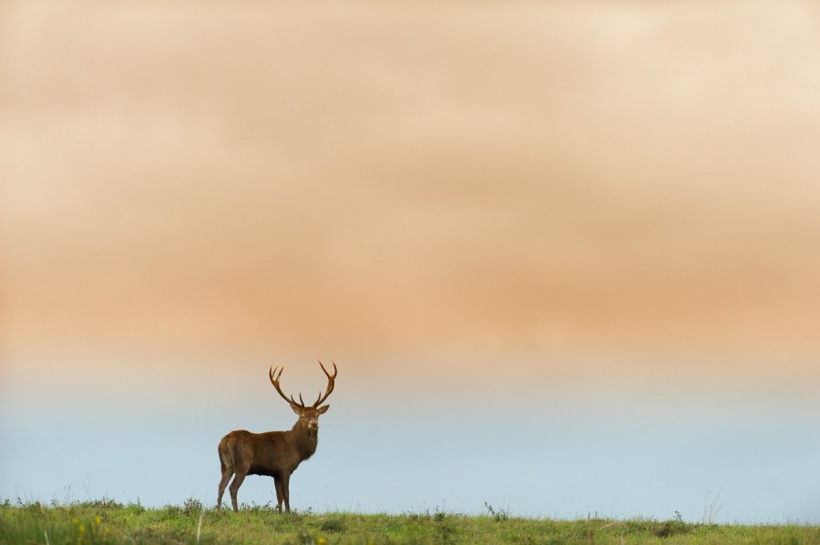 Cerf élaphe pendant le brame du cerf en Charente-Maritime Cerf élaphe pendant le brame du cerf en Charente-Maritime