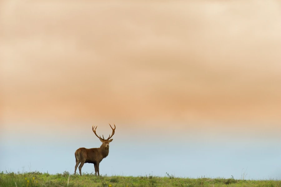 Cerf élaphe pendant le brame du cerf en Charente-Maritime Cerf élaphe pendant le brame du cerf en Charente-Maritime
