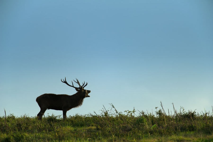 Cerf élaphe pendant le brame du cerf en Charente-Maritime Cerf élaphe pendant le brame du cerf en Charente-Maritime