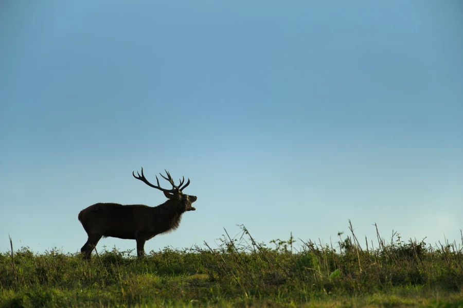 Cerf élaphe pendant le brame du cerf en Charente-Maritime Cerf élaphe pendant le brame du cerf en Charente-Maritime