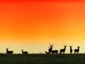 Cerf élaphe pendant le brame du cerf en Charente-Maritime