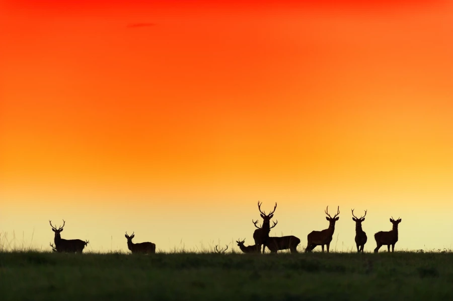 Cerf élaphe pendant le brame du cerf en Charente-Maritime Cerf élaphe pendant le brame du cerf en Charente-Maritime