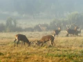 Cerf élaphe pendant le brame du cerf en Charente-Maritime