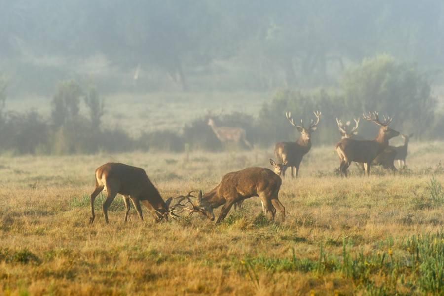 Cerf élaphe pendant le brame du cerf en Charente-Maritime Cerf élaphe pendant le brame du cerf en Charente-Maritime
