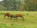Cerf élaphe pendant le brame du cerf en Charente-Maritime