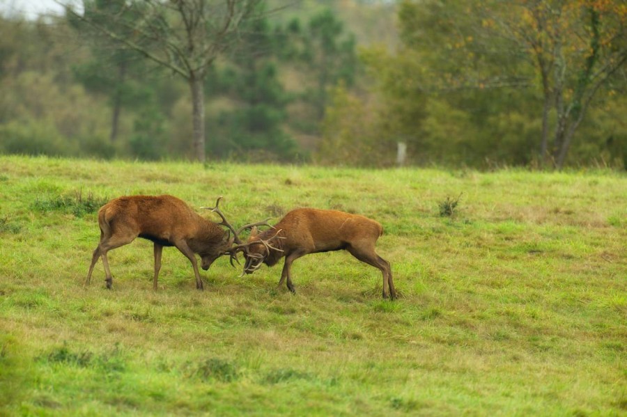 Cerf élaphe pendant le brame du cerf en Charente-Maritime Cerf élaphe pendant le brame du cerf en Charente-Maritime