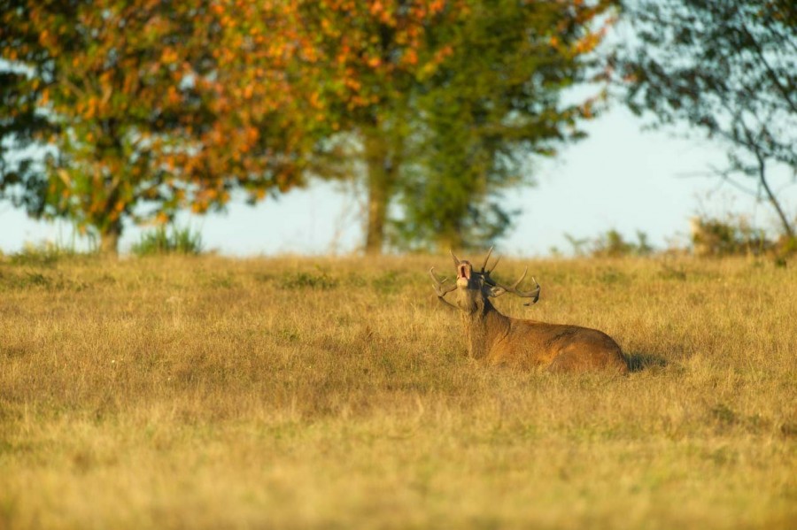Cerf élaphe pendant le brame du cerf en Charente-Maritime Cerf élaphe pendant le brame du cerf en Charente-Maritime