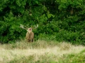 Cerf élaphe pendant le brame du cerf en Charente-Maritime