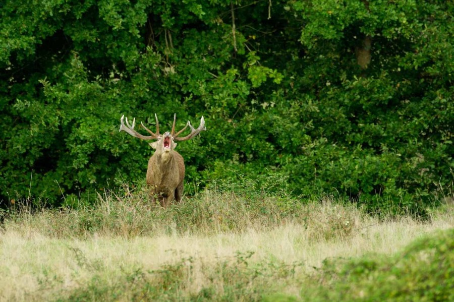 Cerf élaphe pendant le brame du cerf en Charente-Maritime Cerf élaphe pendant le brame du cerf en Charente-Maritime