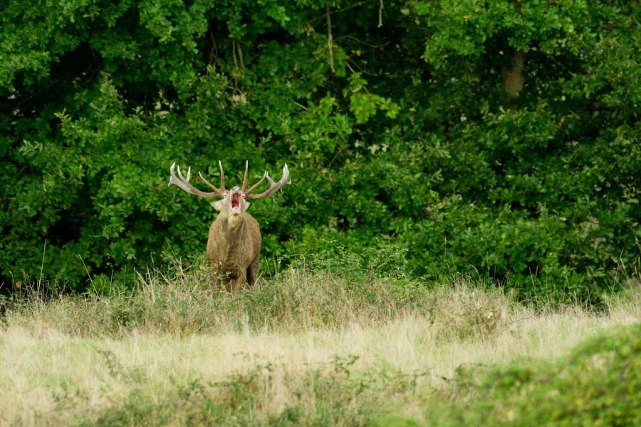 Cerf élaphe pendant le brame du cerf en Charente-Maritime Cerf élaphe pendant le brame du cerf en Charente-Maritime