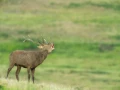 Cerf élaphe pendant le brame du cerf en Charente-Maritime