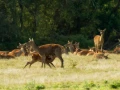 Cerf élaphe pendant le brame du cerf en Charente-Maritime
