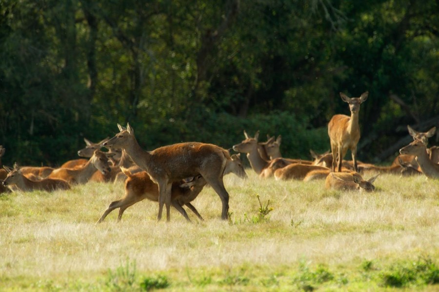 Cerf élaphe pendant le brame du cerf en Charente-Maritime Cerf élaphe pendant le brame du cerf en Charente-Maritime