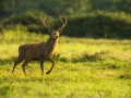 Cerf élaphe pendant le brame du cerf en Charente-Maritime