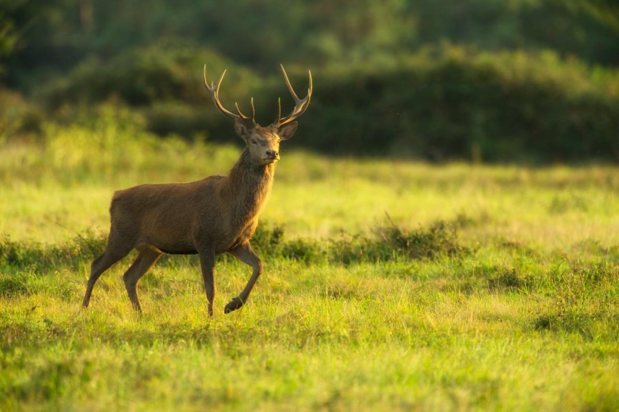 Cerf élaphe pendant le brame du cerf en Charente-Maritime Cerf élaphe pendant le brame du cerf en Charente-Maritime