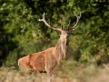 Cerf élaphe pendant le brame du cerf en Charente-Maritime