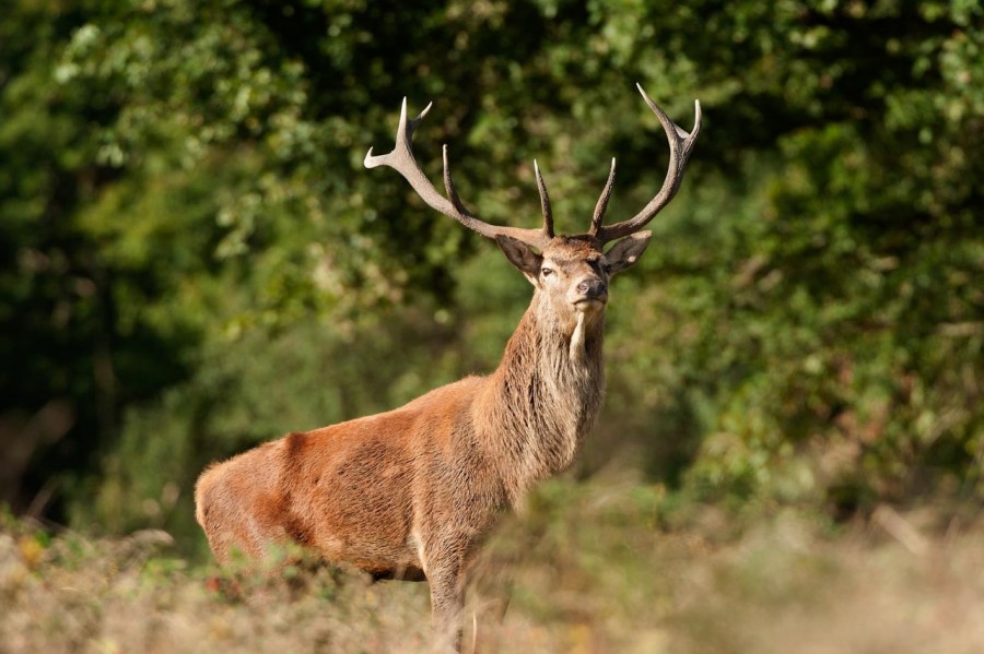 Cerf élaphe pendant le brame du cerf en Charente-Maritime Cerf élaphe pendant le brame du cerf en Charente-Maritime