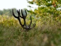 Cerf élaphe pendant le brame du cerf en Charente-Maritime