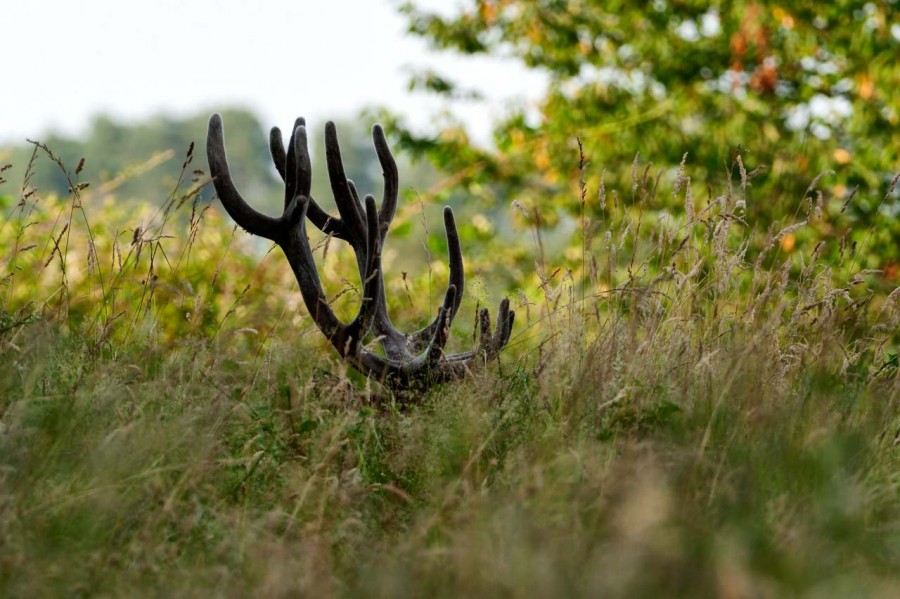 Cerf élaphe pendant le brame du cerf en Charente-Maritime Cerf élaphe pendant le brame du cerf en Charente-Maritime