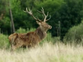 Cerf élaphe pendant le brame du cerf en Charente-Maritime
