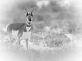 Antilope d'Amérique dans le Wyoming en noir et blanc.