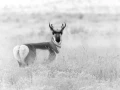 Antilope d'Amérique dans le Wyoming en noir et blanc.