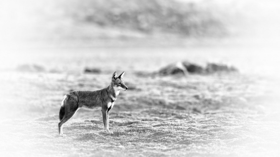 Loup d'Ethiopie en noir et blanc. Loup d'Ethiopie en noir et blanc.