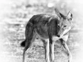 Loup d'Ethiopie en noir et blanc.