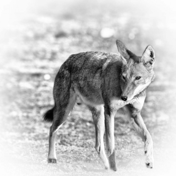 Loup d'Ethiopie en noir et blanc. Loup d'Ethiopie en noir et blanc.