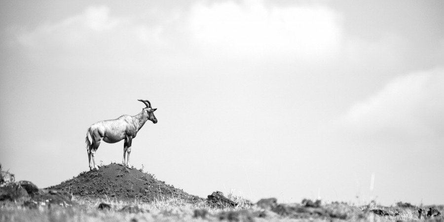 Topi au Kenya, photo animalière en high key et noir et blanc. A Topi au Kenya, photo animalière en high key et noir et blanc. A