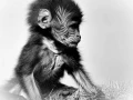 Bébé gelada en Ethiopie en noir et blanc.