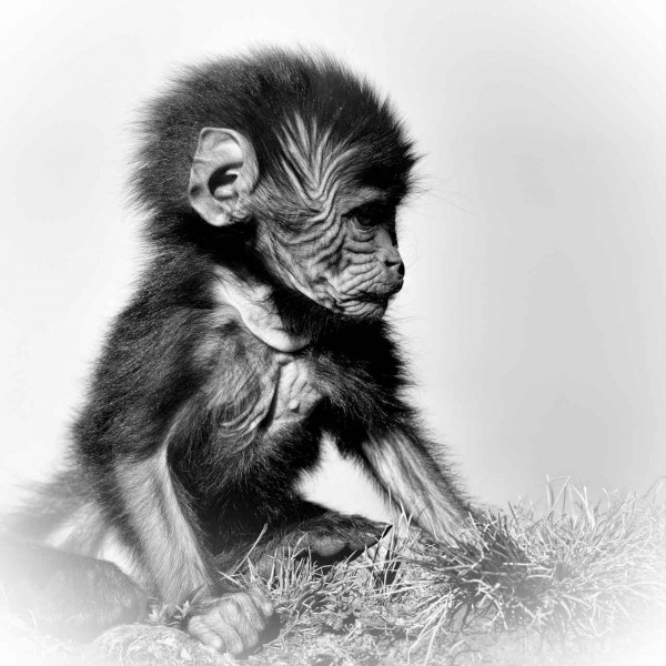 Bébé gelada en Ethiopie en noir et blanc. Bébé gelada en Ethiopie en noir et blanc.