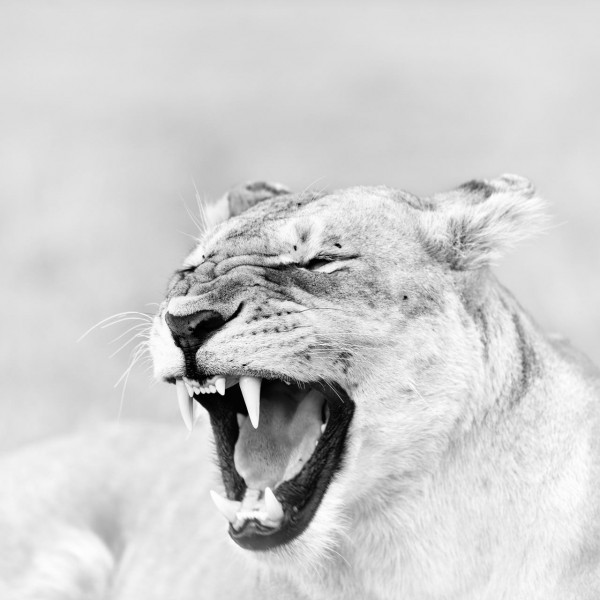 Lionne au Keyna, photo animalière en high key et noir et blanc. Lionne au Keyna, photo animalière en high key et noir et blanc.