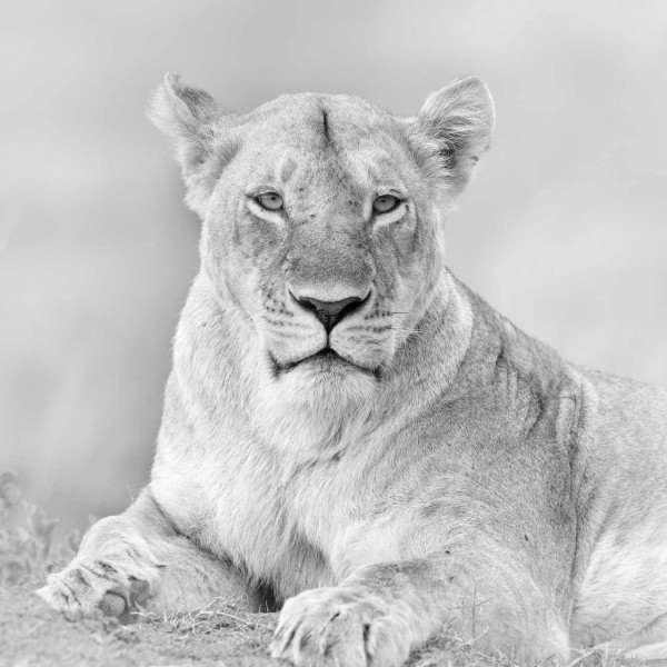 Lionne dans une prairie du Kenya en noir et blanc. Lionne dans une prairie du Kenya en noir et blanc.