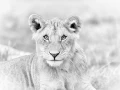 Lionceau dans une prairie du Kenya en noir et blanc.