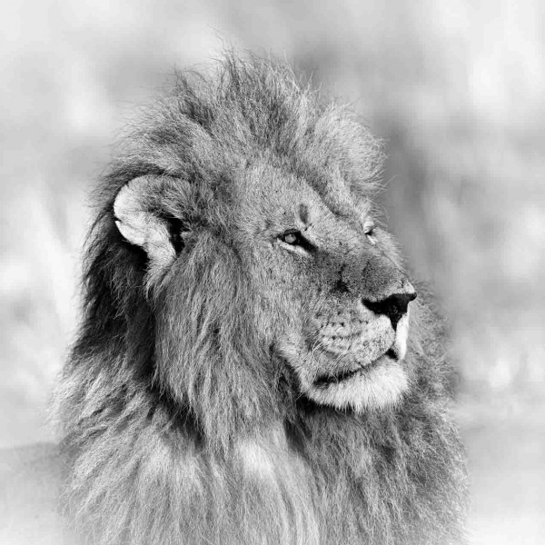 Lion dans une prairie du Kenya en noir et blanc. Lion dans une prairie du Kenya en noir et blanc.