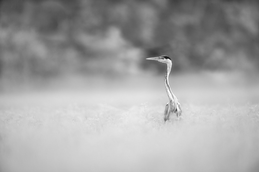 Heron cendré en Dombes, photo animalière en high key et noir e Heron cendré en Dombes, photo animalière en high key et noir e