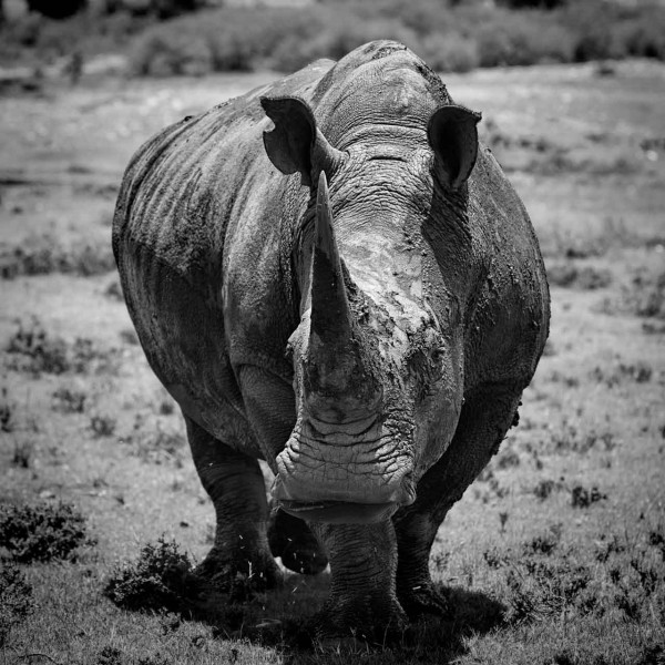 Rhinocéros dans une prairie du Kenya en noir et blanc. Rhinocéros dans une prairie du Kenya en noir et blanc.