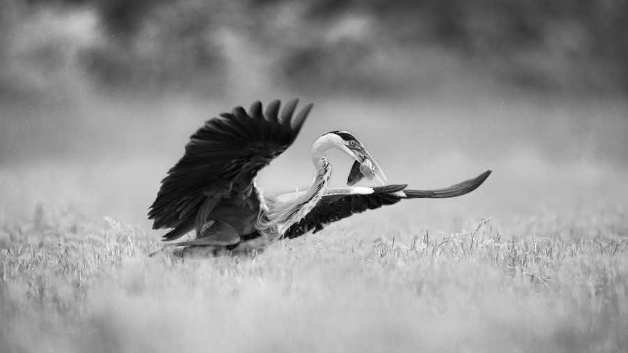 Heron cendré en Dombes, photo animalière en high key et noir e Heron cendré en Dombes, photo animalière en high key et noir e