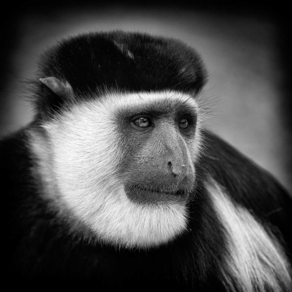 Colobe Guereza en Ethiopie en noir et blanc. Colobe Guereza en Ethiopie en noir et blanc.