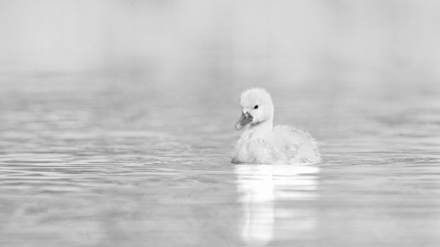 Poussin d'un cygne, photo animalière en high key et noir et bla Poussin d'un cygne, photo animalière en high key et noir et bla