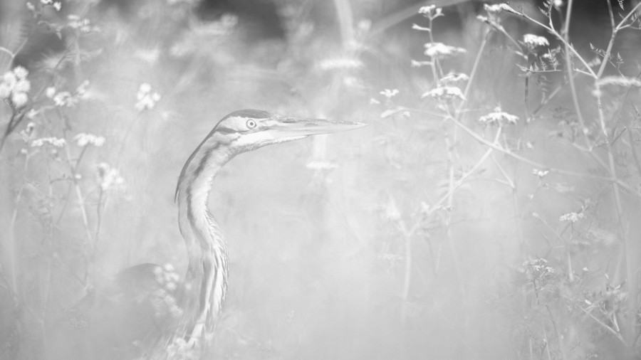 Héron pourpré, photo animalière en high key et noir et blanc. Héron pourpré, photo animalière en high key et noir et blanc.