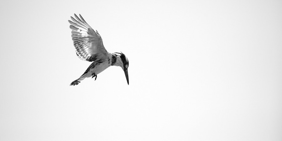 Martin pêcheur pie, photo animalière en high key et noir et bl Martin pêcheur pie, photo animalière en high key et noir et bl