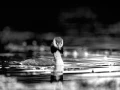 Grèbe huppé dans la Dombes  en noir et blanc.