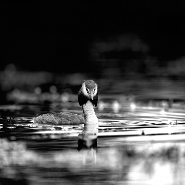 Grèbe huppé dans la Dombes en noir et blanc. Grèbe huppé dans la Dombes en noir et blanc.