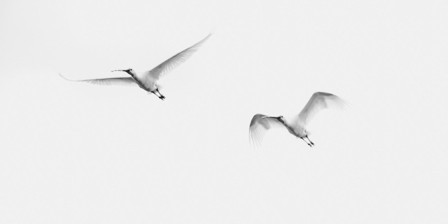 Spatules blanche, photo animalière en high key et noir et blanc Spatules blanche, photo animalière en high key et noir et blanc