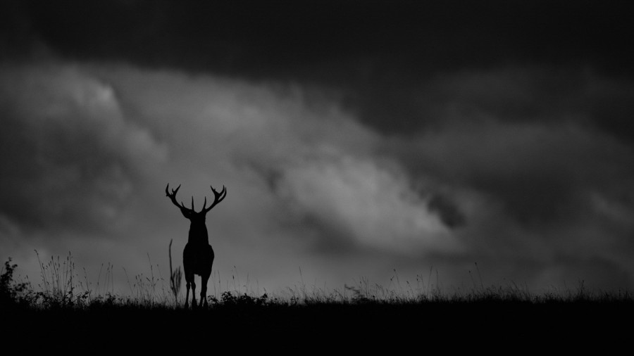 Silhouette d'un cerf élaphe pendant le brame du cerf en noir et Silhouette d'un cerf élaphe pendant le brame du cerf en noir et