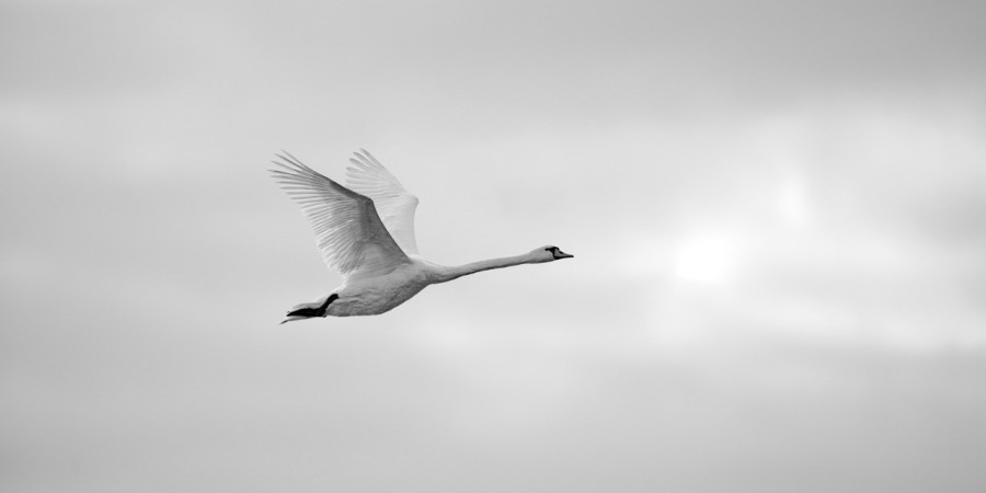 Cygne tuberculé, photo animalière en high key et noir et blanc Cygne tuberculé, photo animalière en high key et noir et blanc