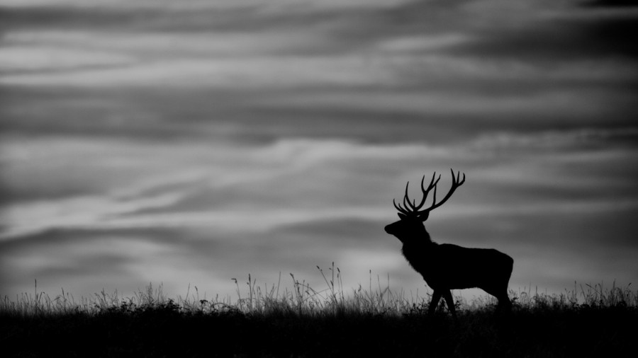 Silhouette d'un cerf élaphe pendant le brame du cerf en noir et Silhouette d'un cerf élaphe pendant le brame du cerf en noir et