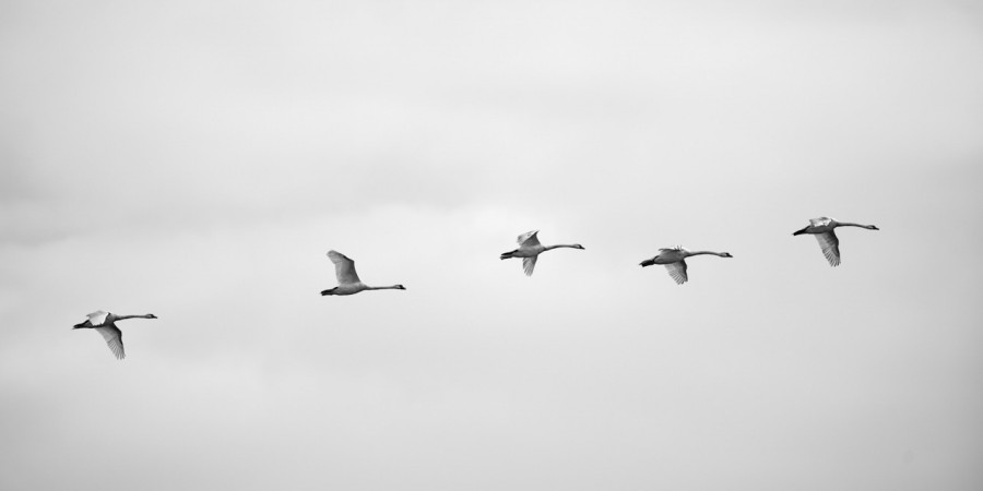 Cygnes tuberculé, photo animalière en high key et noir et blan Cygnes tuberculé, photo animalière en high key et noir et blan